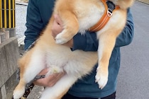 お出かけで、行き先が『動物病院』だと気付いた犬→抱っこで運ばれた結果…緊張感が伝わる『表情』に5万いいね「泡吹いてて笑う」「可愛すぎる」