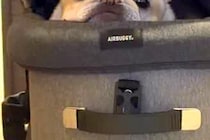 お出かけ帰り『カートから犬を降ろし忘れた』結果→振り返ると…哀愁漂う『まさかの表情』が24万再生「なんとも言えない顔ｗ」「愛おしすぎ」