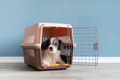 クレートに入っている犬