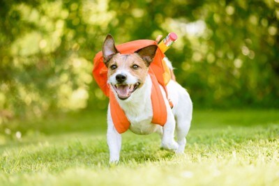 リュックを背負っている犬