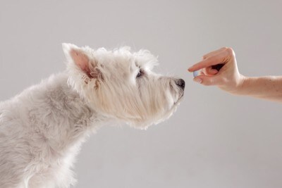 人が差し出す薬を見つめる犬