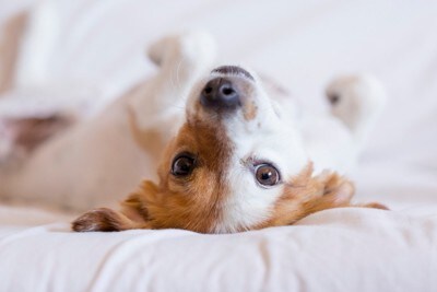 仰向けでベッドに寝転ぶ犬