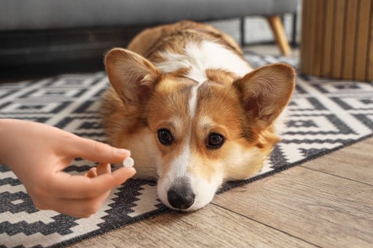 抗生物質なしでも大丈夫?愛犬の下痢治療で「80%の飼い主」が満足した理由とは?【最新研究を獣医が解説】