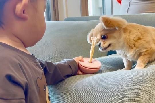 1歳の男の子が『犬のオヤツを取ろうとした』結果→怒るかと思いきや…『まさかの対応』に称賛の声「さすがお姉さん!」「ふたりともいい子」