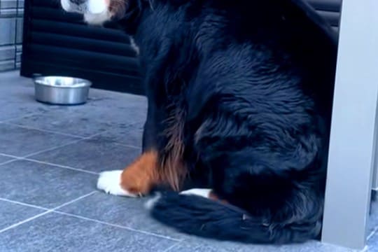 『行ってくるね』と超大型犬に伝えた結果→突然態度が変わって…仕事に行きたくなくなる『表情』が82万再生「無理!」「甘え声たまらん」と絶賛