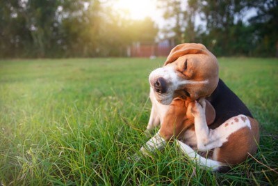 耳をかく犬