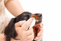 犬のニオイを抑えるための『適切なお手入れ』5選　なぜ臭くなってしまうの？
