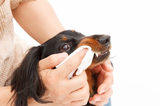 犬のニオイを抑えるための『適切なお手入れ』5選　なぜ臭くなってしまうの？