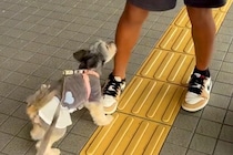 留学中の息子が帰国したのでお迎えへ→一緒に行った犬が『信じられない様子』で…尊い再会の瞬間とお別れが17万再生「ラブラブ爆発」「泣けた」