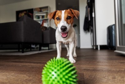 ボールを持ってきた犬