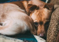 『不器用な犬』がみせる仕草や行動５選　考えられるリスクや注意点まで解説