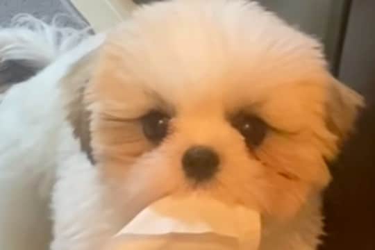 出かける準備をしていたら、犬が『何か』を持ってきて…とんでもなく尊い『気遣い』が47万再生「意味ないけど可愛い」「いらない？って顔ｗ」