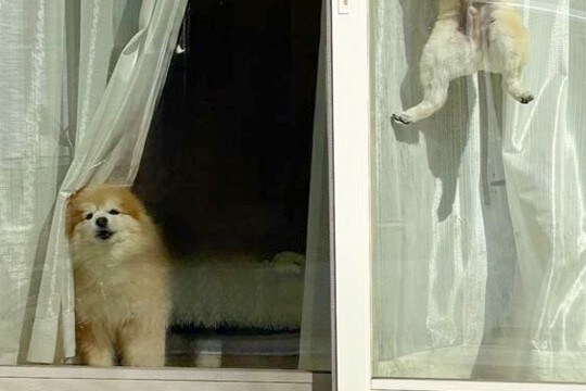 犬2匹をケージに入れ、出かけた結果→ふと窓を振り返ると…驚きを隠せない『衝撃の光景』に10万いいね「身体能力高すぎｗ」「スパイダーポメ」