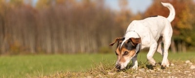 地面の匂いを嗅ぐ犬