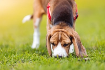 芝の匂いを嗅ぐ犬