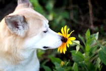 犬が好む『臭いもの』５選　どんなニオイに魅力を感じるの？衛生面は大丈夫？