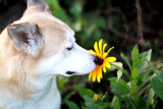 犬が好む『臭いもの』５選　どんなニオイに魅力を感じるの？衛生面は大丈夫？