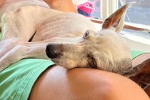 妻が飼っていた犬に『細すぎて気持ち悪い』と言った夫→共に暮らし始めると…嘘のような『まさかの光景』が27万再生「素敵な関係」「ほっこり」