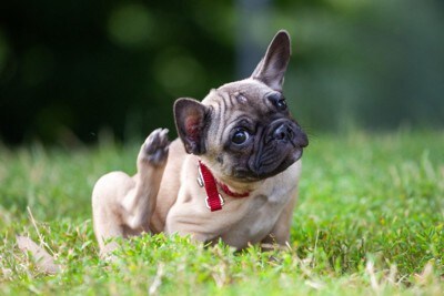 後ろ足で耳を掻いている犬