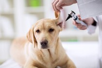 垂れ耳だけが原因じゃない？！321頭の調査で分かった「外耳炎になりやすい犬の特徴」【最新研究を獣医が解説】