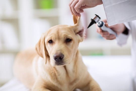 垂れ耳だけが原因じゃない？！321頭の調査で分かった「外耳炎になりやすい犬の特徴」【最新研究を獣医が解説】