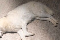 『最終回すぎる犬』寝転がる大型犬がライトで照らされた結果…まさかの光景に25万いいね「フランダースの犬で泣いた」「完全にエンディング」