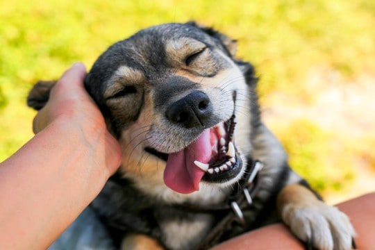 犬を『ご機嫌にさせる』飼い主の行動5選　気分が良くなっているときにみせるサインとは？