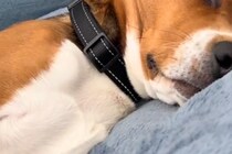 『なぜか布団を叩くような音が聞こえる』振り返った結果→犬が寝ていて…『まさかの光景と表情』に反響「何の夢見てるんだろ」「幸せなんだね」