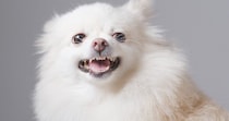 犬が飼い主を『嫌い』と思っているときに見せるサイン5選　愛犬に好かれるために意識すべきことまで
