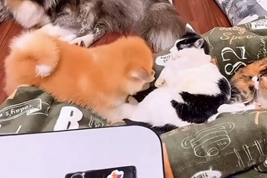 猫まみれの中で育った『秋田犬』→怒られながらも、絆を深めて…尊すぎる『現在の光景』に反響「すごい変化」「ブチギレられても好きなの伝わる」