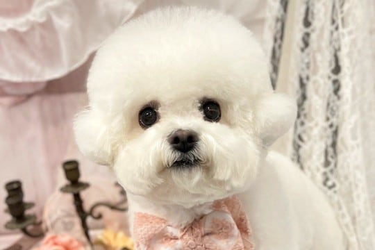 『なぜこれがこうなる』可愛らしいもふもふ犬が『網に顔を押し付けた』結果…同じ犬とは思えない『衝撃的な顔面』がSNSで話題に