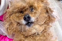 病気のおばあちゃんから『16歳ボサボサの老犬』を保護…切なすぎるお別れとトリミング後の変貌が62万再生「余生を幸せに」「綺麗な目…」