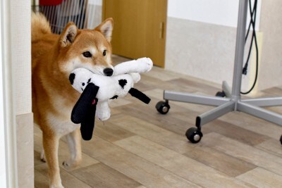 柴犬・おもちゃ遊び