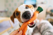 犬が飼い主をからかっているときにみせる行動5つ　関係性を悪化させないための対応まで