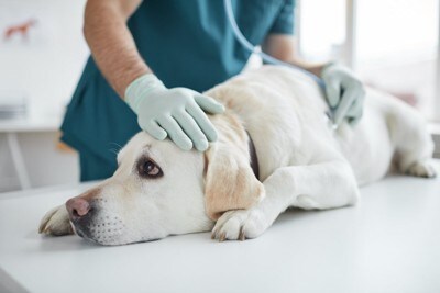 獣医師に撫でられる犬