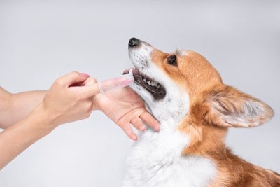 犬の歯磨き
