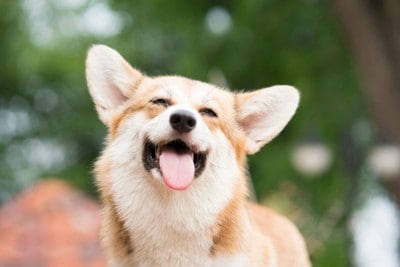 幸せそうな表情で正面を見る立ち耳の犬