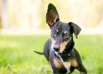 繰り返す「中耳炎」に悩む犬の飼い主さんへ…手術後も再発した症例に効いた『免疫療法』という選択肢【獣医が解説】