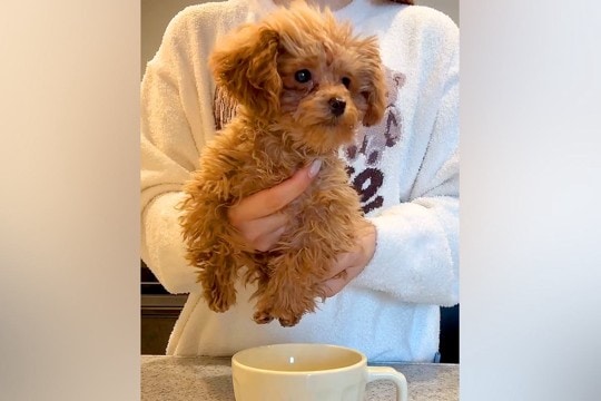 『ティーカッププードルは、本当にティーカップに入るのか？』検証したら…『まさかの結果』が107万再生「プードル丼ｗｗ」「可愛すぎて笑う」