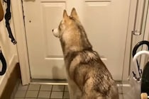 パパが『夜勤』に行ってしまったら、ハスキー犬が玄関で…『一緒に寝たい…寂しい』と訴える光景に反響「なんて健気」「パパ幸せ」「たまらん」