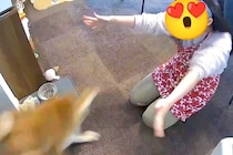 全速力で走ってくる柴犬→両手を広げて待ち構えていたら…まるで『コントのような光景』が7万表示「まさに柴犬ｗ」「笑ったｗ」と爆笑の声
