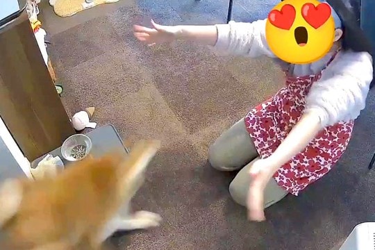 全速力で走ってくる柴犬→両手を広げて待ち構えていたら…まるで『コントのような光景』が7万表示「まさに柴犬w」「笑ったw」と爆笑の声