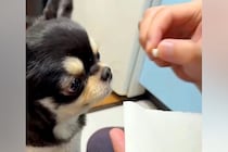 医者に『苦いから食べられないかも』と言われた錠剤→犬に与えてみた結果…予想を裏切る『想定外の光景』が112万再生「オヤツの空気感で草」