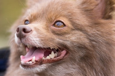 笑顔で見上げる犬