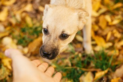 慎重に人の手のニオイを嗅ぐ犬