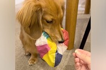 『紙風船』を絶対に渡したくない小型犬→おやつを交換条件に差し出してみたら…まさかの『ずる賢すぎる対策』に反響「思った以上に賢いｗ」