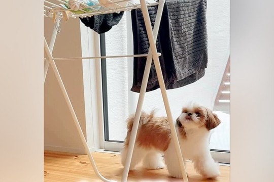 犬のおもちゃを干した結果→犬が『助け出そう』として…友情すら感じさせる『健気すぎる様子』が話題「相棒なんだよね」「鳴き声まで可愛い」