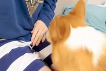 『笑い止まらんごめんｗｗ』膝に乗ろうと頑張る短足の犬→思わず笑う『まさかの光景』が141万表示「チャームポイントが仇にｗｗ」「最高」