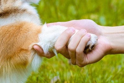 犬の足先を握る飼い主
