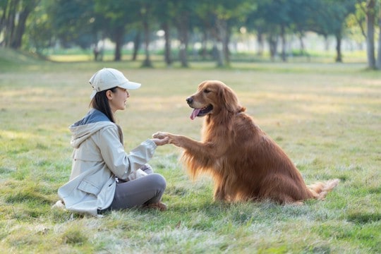 犬が『おて』をしてくれない理由4つ　主な心理やコマンドを成功させるためにできることまで